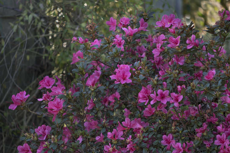 Rhododendron 'Conlef' (Autumn Cheer Encore® azalea)