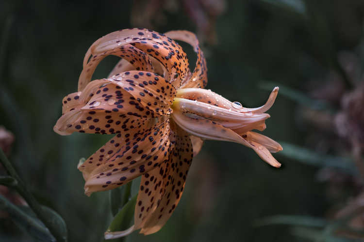 Lilium lancifolium 'Flore Pleno' (double tiger lily)