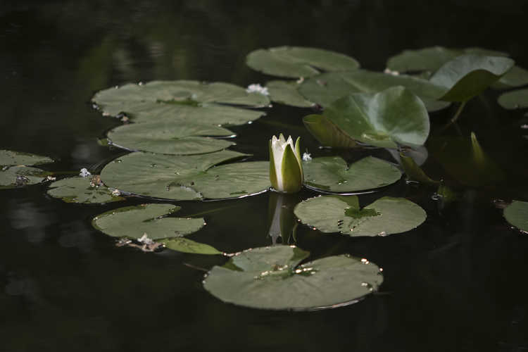 Nymphaea (water-lily)