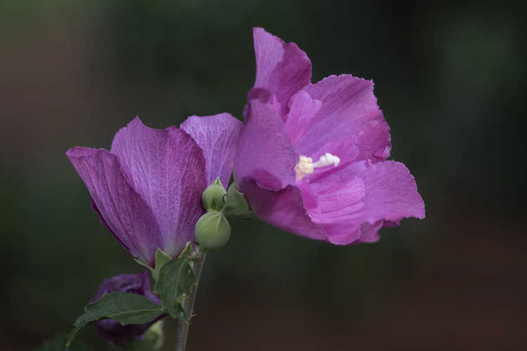 Hibiscus syriacus 'Ds03rs' (Raspberry Smoothie rose-of-Sharon)