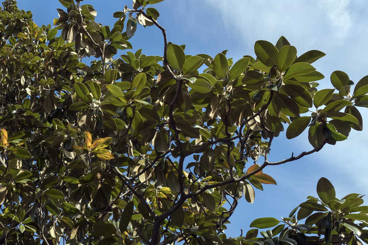 Magnolia grandiflora (variegated form) (variegated Southern magnolia)