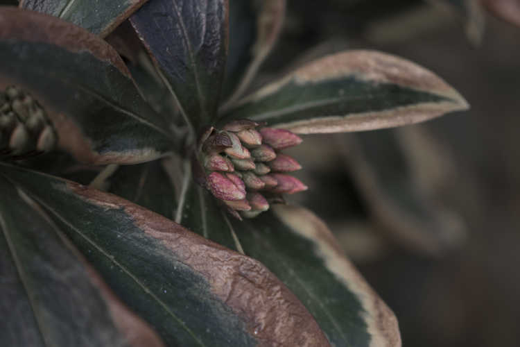 Daphne odora 'Mae-jima' (variegated winter daphne)