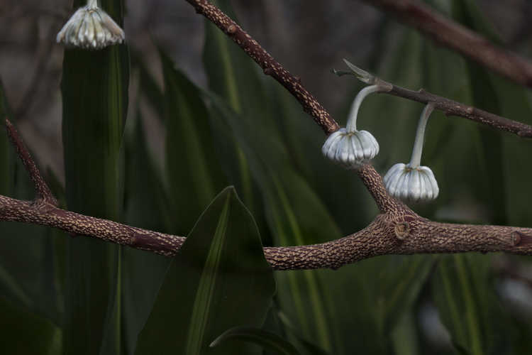 Edgeworthia 'Snow Globe' (hybrid Japanese paperbush)