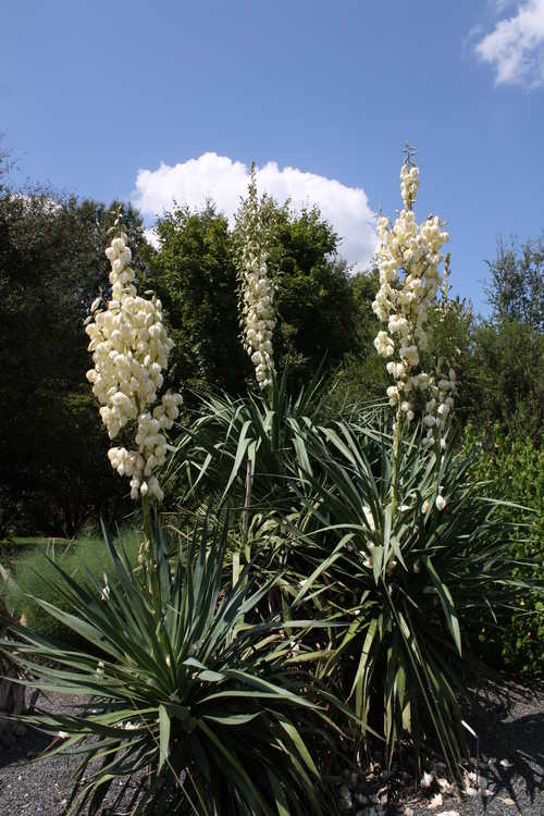 Yucca recurvifolia 'Cousin It'