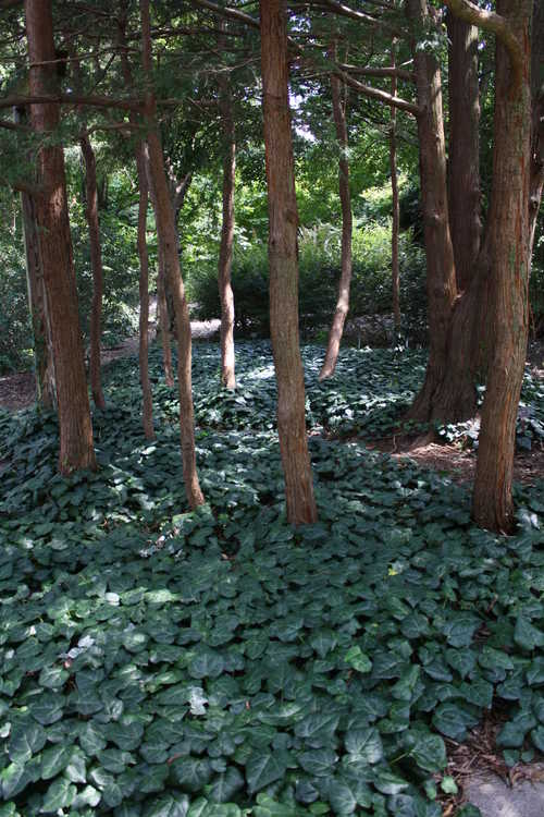 Hedera colchica (Colchis ivy)