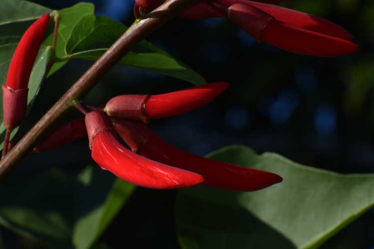 Erythrina ×bidwillii (coralbean hybrid)