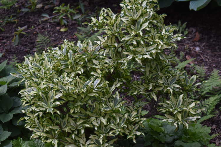 Daphne odora 'Nakafu' (variegated winter daphne)