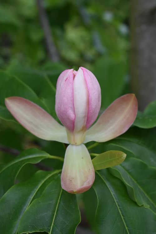 Magnolia 'Silk Road' × M. insignis (355)