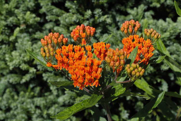 Asclepias tuberosa (orange-red) (butterfly weed)