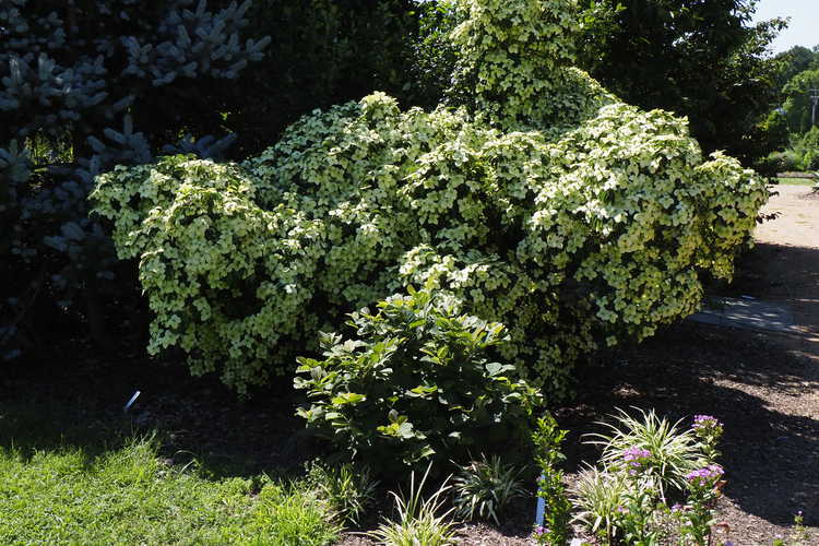 Cornus elliptica 'Elsbry' (Empress of China evergreen flowering dogwood)