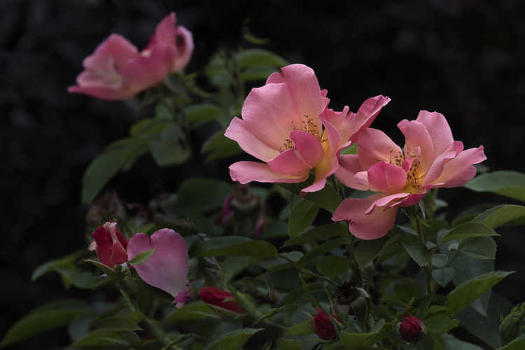 Rosa 'Bairage' (Easy Elegance All the Rage shrub rose)