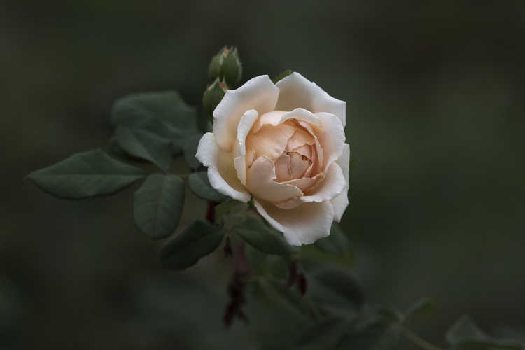 Rosa 'Auswinter' (Crown Princess Margareta climbing English rose)