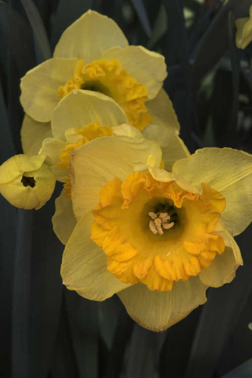 Narcissus 'Orange Frilled' (large-cupped daffodil)