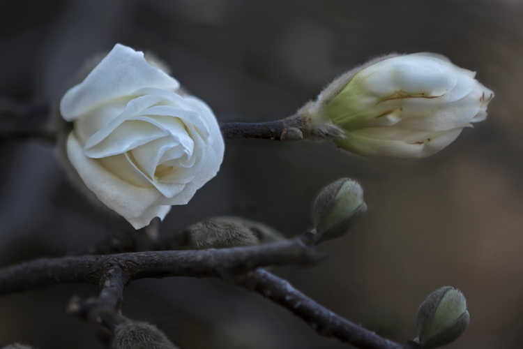 Magnolia stellata 'Scented Silver' (star magnolia)