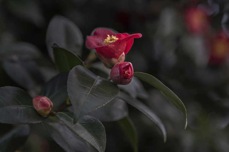 Camellia japonica (Japanese camellia)