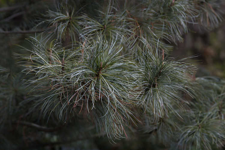 Pinus koraiensis 'Dragon Eye' (variegated Korean pine)
