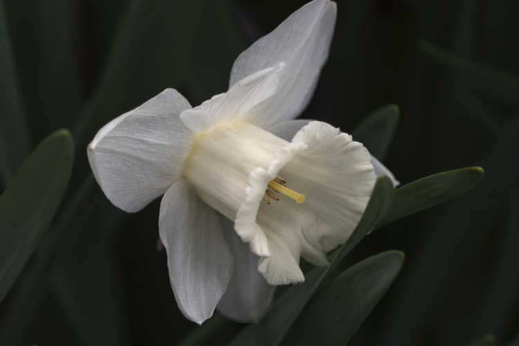 Narcissus 'Mount Hood' (trumpet daffodil)