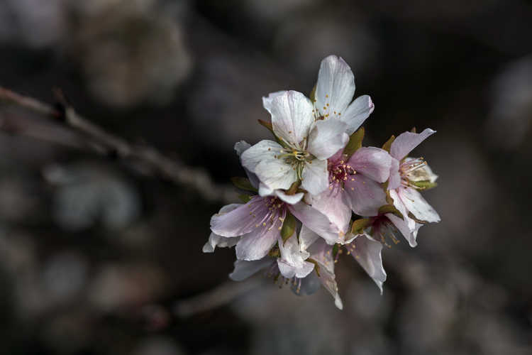 Prunus incisa (Fuji cherry)