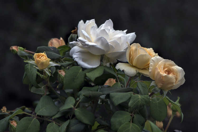 Rosa 'Ausquest' (Crocus Rose shrub rose)