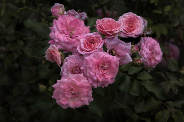 Rosa (rose)