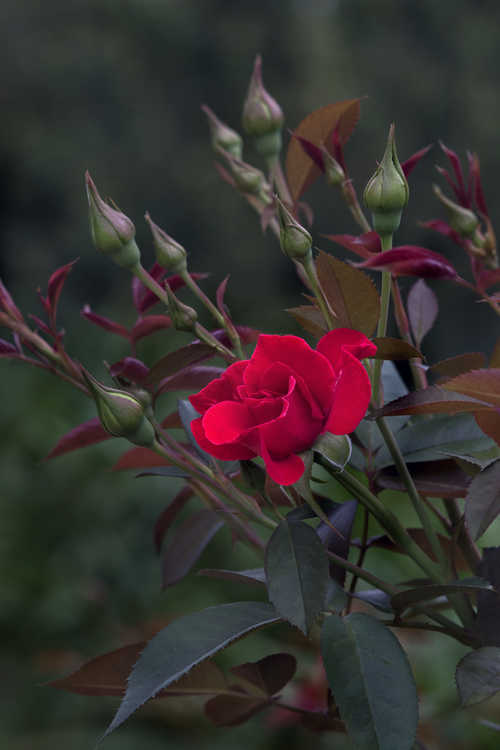 Rosa 'Baiark' (Easy Elegance Como Park shrub rose)