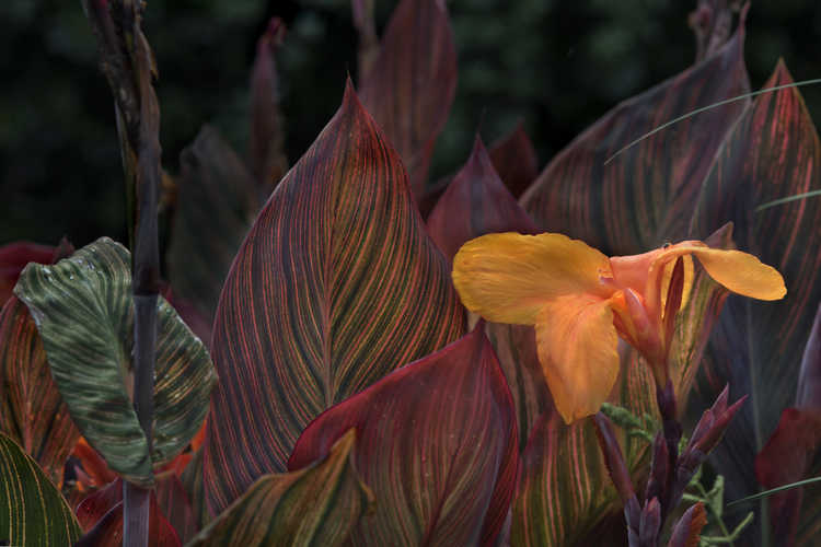 Canna 'African Sunset' (canna lily)
