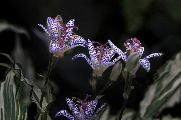 Tricyrtis 'Imperial Banner' (variegated toad-lily)