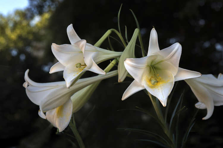 Lilium formosanum (Formosa lily)
