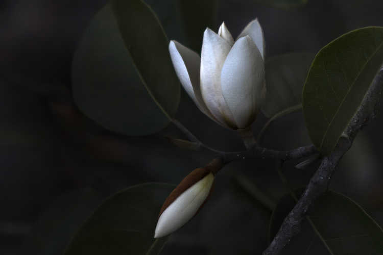 Magnolia cavaleriei var. platypetala (ivory-flower michelia)