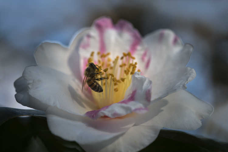 Camellia ×vernalis 'Shibori Egao' (hybrid camellia)