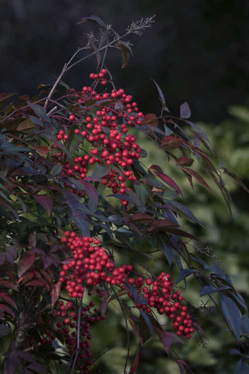 Nandina domestica 'Towne and Country' (heavenly bamboo)