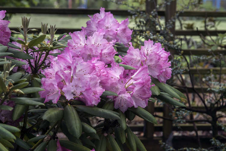 Rhododendron 'Brandi Michele Raley' (Southgate Brandi  rhododendron)