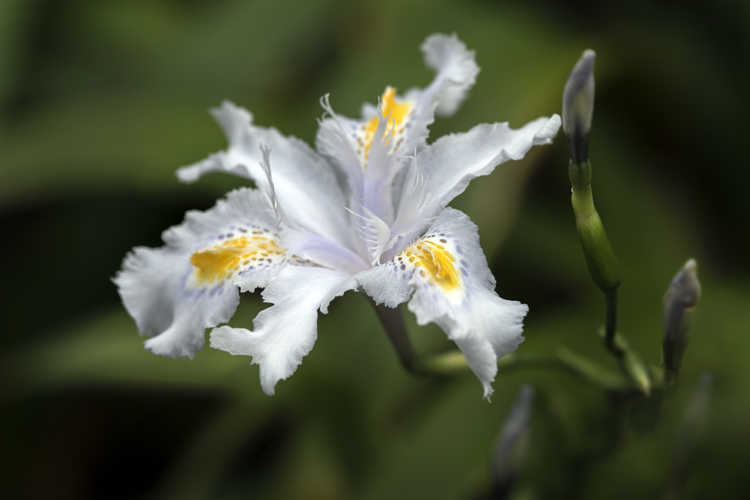 Iris 'Nada' (butterfly iris)