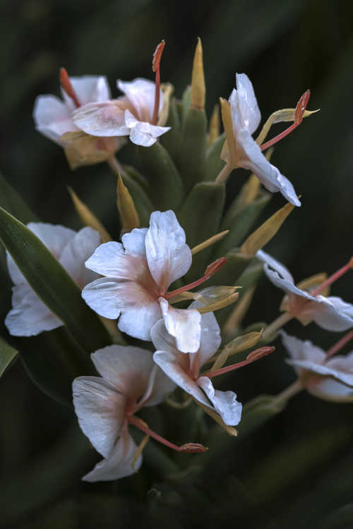 Hedychium 'Kinkaku' (hardy ginger-lily)