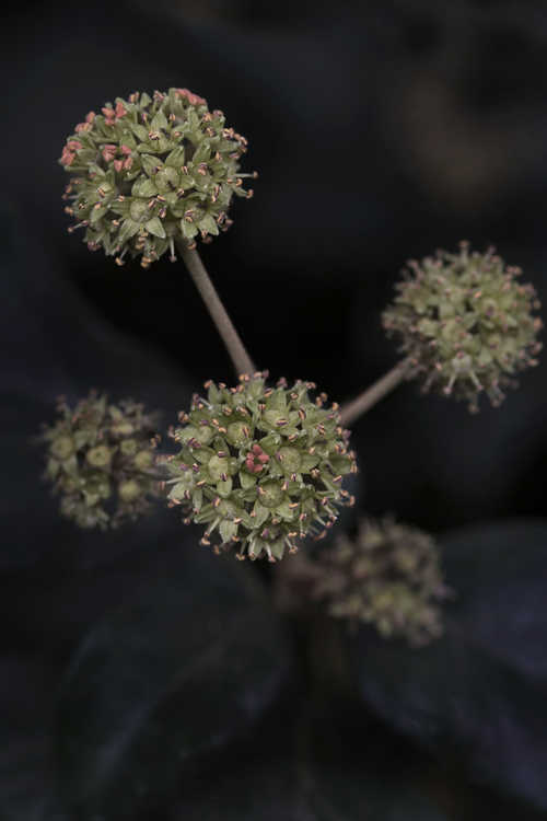 Hedera colchica (adult form) (Colchis ivy)