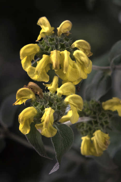 Phlomis fruticosa (Jerusalem sage)
