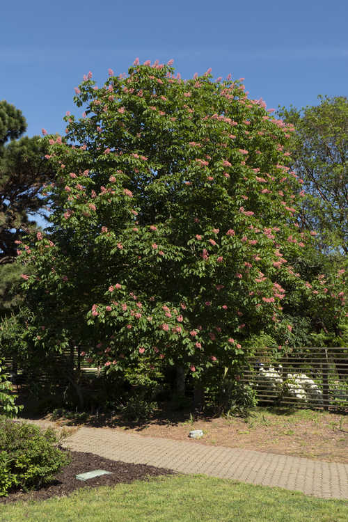 Aesculus ×carnea 'Rosea' (red horse chestnut)
