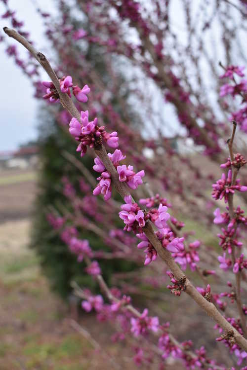 Cercis chinensis 'Kay's Early Hope' (Chinese redbud)