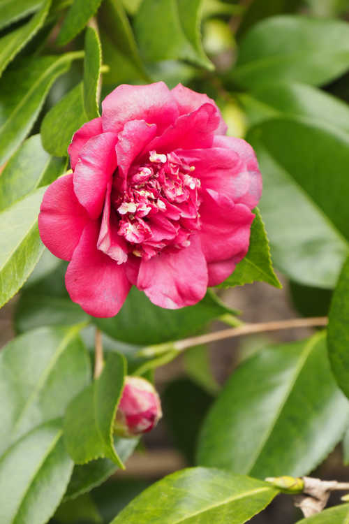 Camellia japonica 'April Tryst' (Japanese camellia)