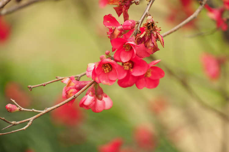 Chaenomeles 'Scarff's Red' (hybrid flowering quince)