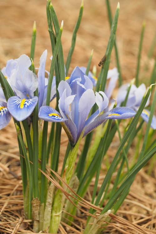 Iris [Reticulata Group] 'Alida' (netted iris)