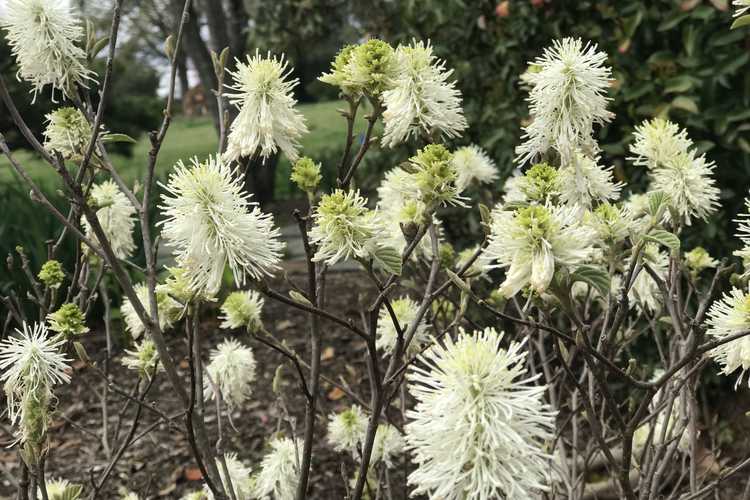 Fothergilla gardenii 'Suzanne' (dwarf fothergilla)