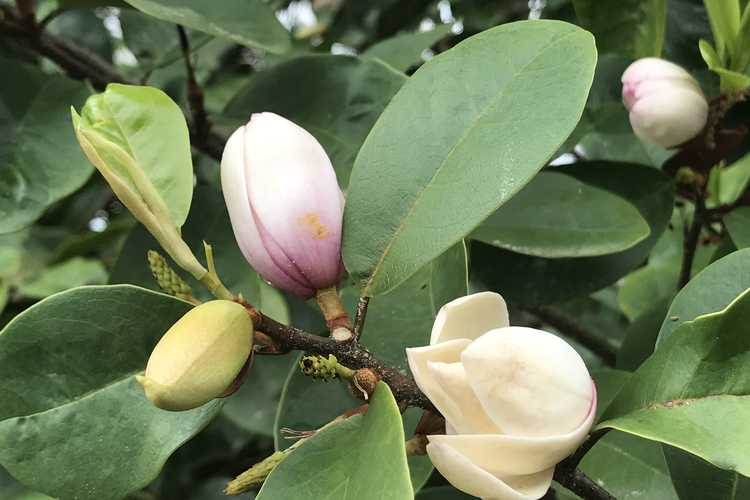 Magnolia 'Micjur01' (Fairy Magnolia Blush hybrid magnolia)