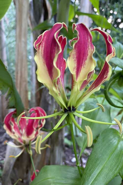 Gloriosa superba 'Rothschildiana' (gloriosa lily)