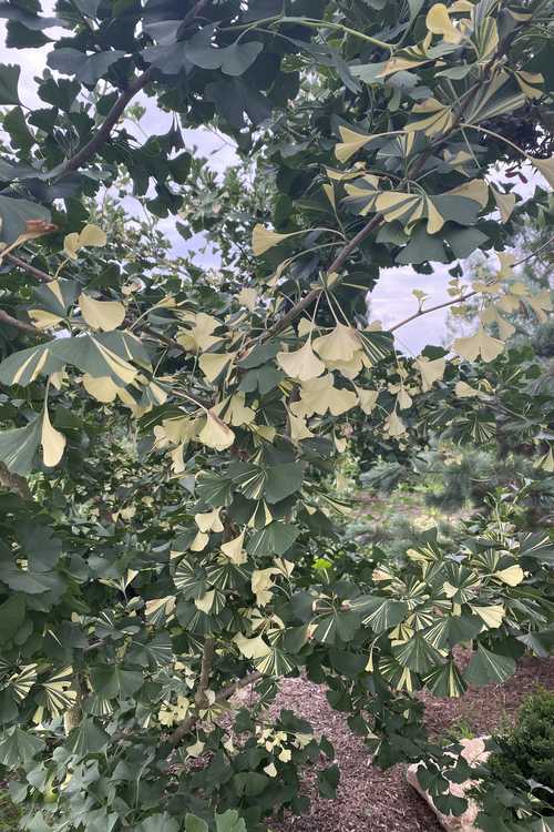 Ginkgo biloba 'White Lightning' (variegated maidenhair tree)