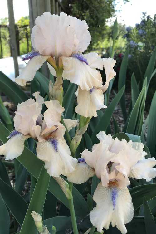 Iris 'Concertina' (intermediate bearded reblooming iris)
