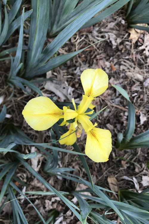 Iris monnieri (iris of Rhodes)