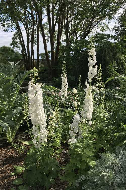 Delphinium - White Garden