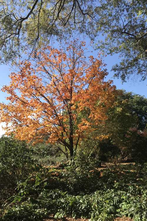 Acer saccharum 'Flax Mill Majesty' (sugar maple)