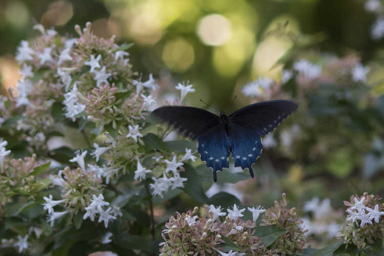 Abelia - pipevine swallowtail butterfly